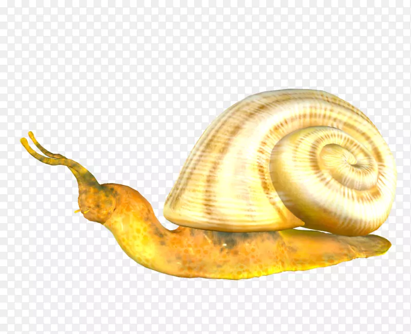 池塘蜗牛图片png图片剪辑艺术蜗牛