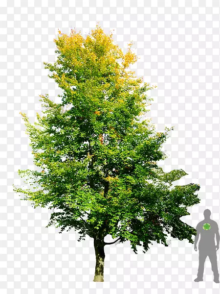 杉木欧洲山毛榉树英国橡树树枝