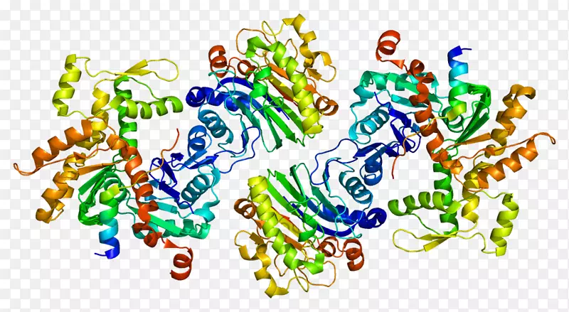 wasf 2蛋白Bruton‘s酪氨酸激酶板脂肌动蛋白