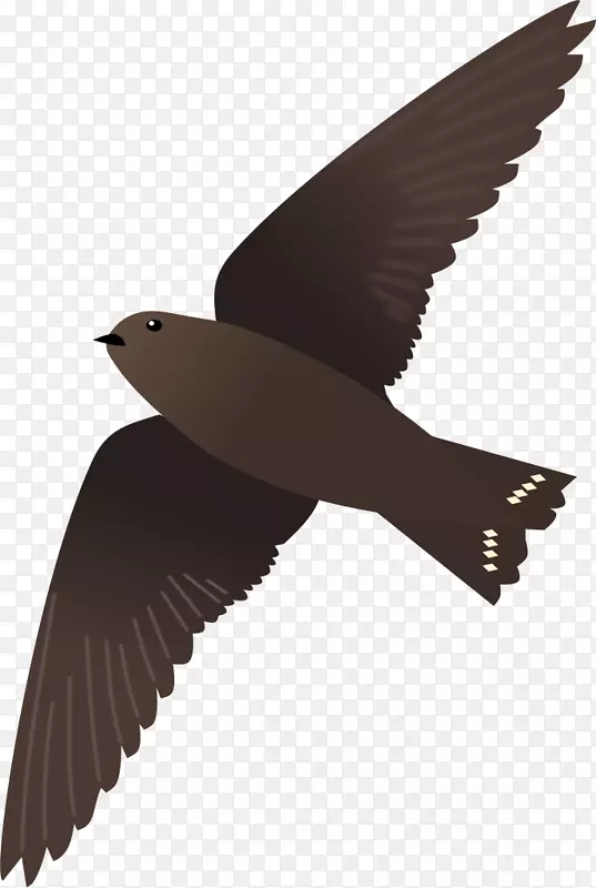 喙水鸟动物群羽毛