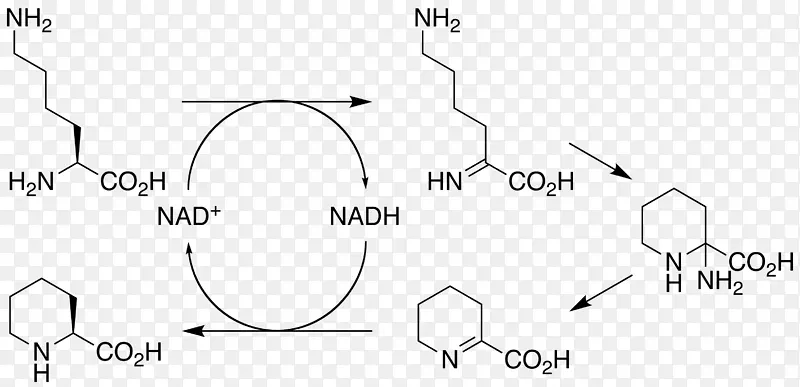 西罗莫司L-赖氨酸环脱氨酶果胶酸大环内酯