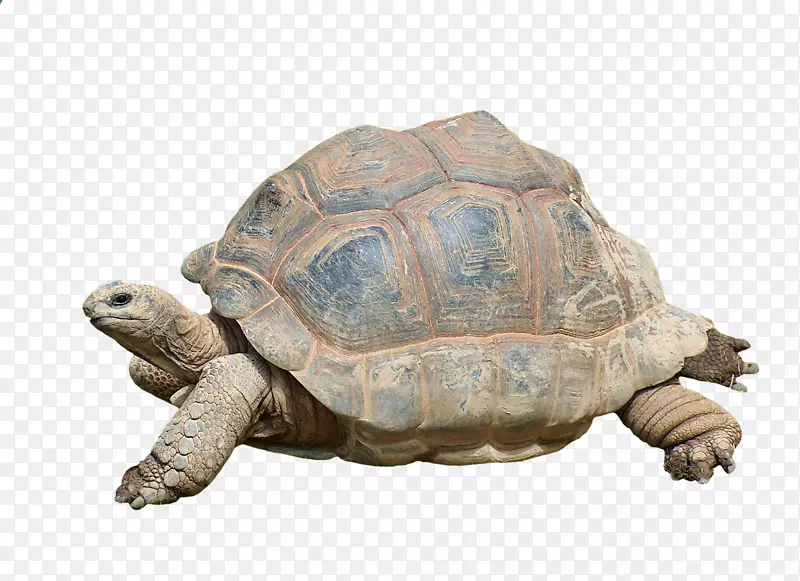 海龟爬行动物阿尔达布拉巨龟