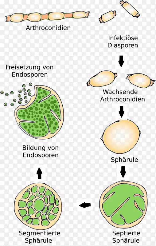 球虫孢子病关节孢子分生孢子