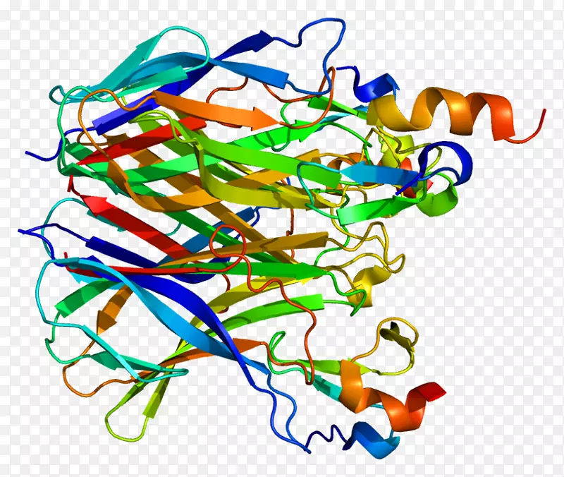跨膜激活剂与CAML间质TNF受体超家族肿瘤坏死因子α蛋白