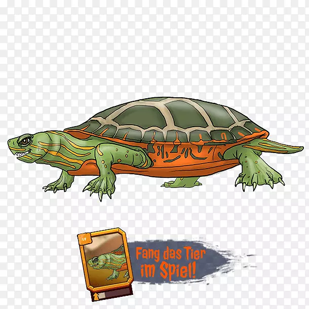 盒龟公司原始的乌龟动物