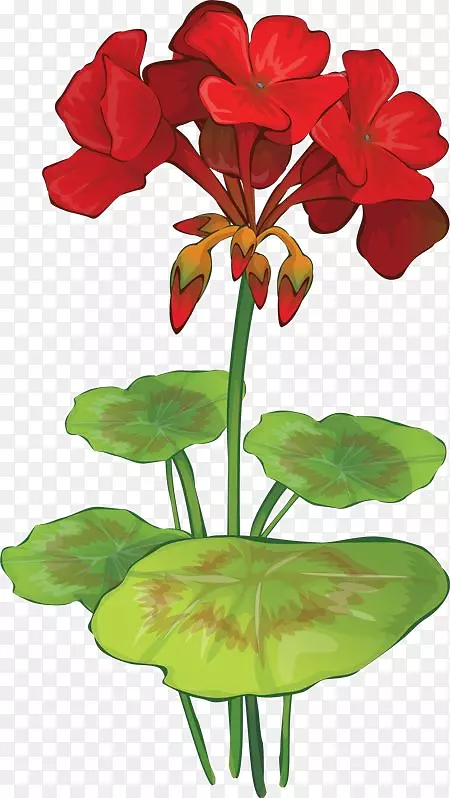 野生天竺葵绘制植物学插图天竺葵图像-死记硬背