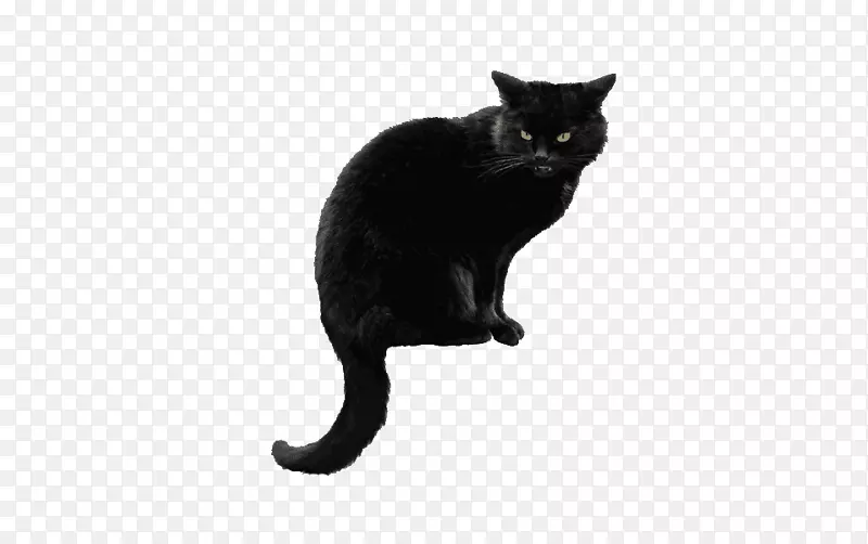 孟买猫png图片剪辑艺术西伯利亚猫小猫