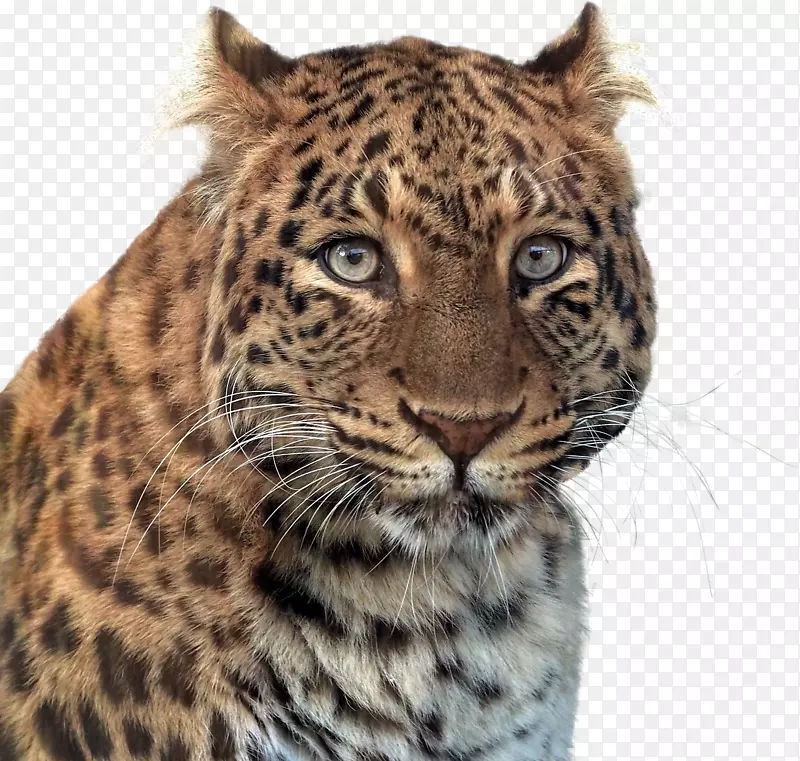 黑豹猫png图片美洲狮黑豹