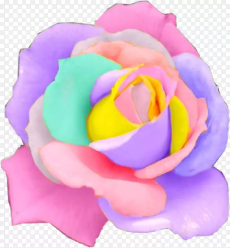 稀有荷兰彩虹玫瑰种子花园玫瑰