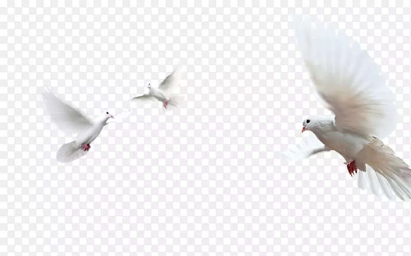 鸽子作为象征岩石鸽子图像和平png图片.鸽子