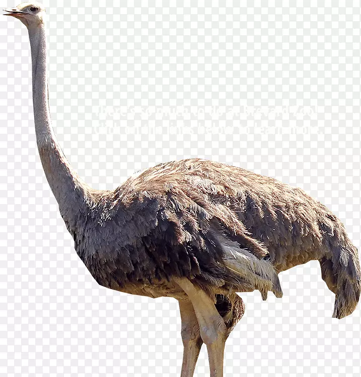 普通鸵鸟Brevard动物园鸟类EMUpng图片-鸟类