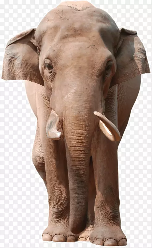 非洲灌木象，亚洲象股摄影，免费-大象