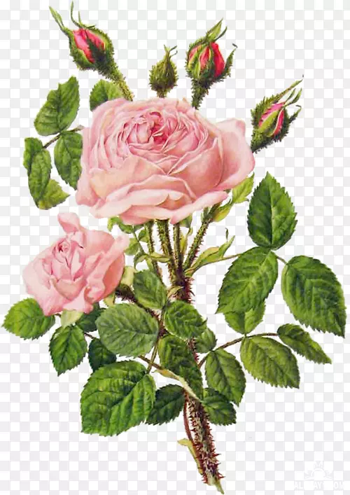 植物学插图花园玫瑰植物学花卉设计