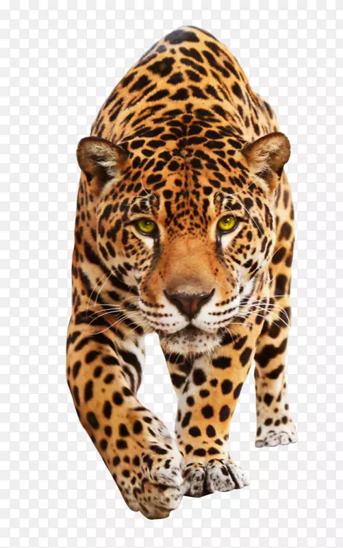 美洲豹猫科动物壁画-美洲虎
