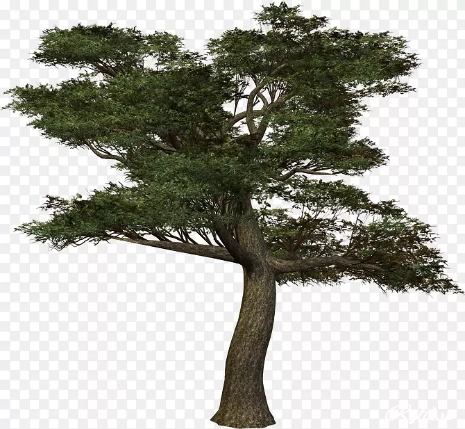 木本植物树干枝