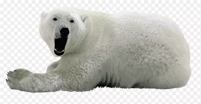 北极熊png图片图像.北极熊