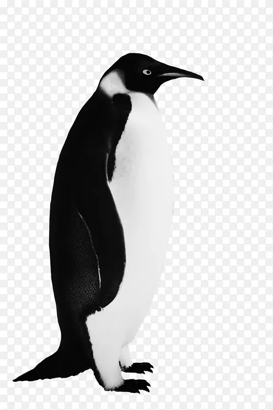 企鹅剪贴画png图片鸟类图像-企鹅