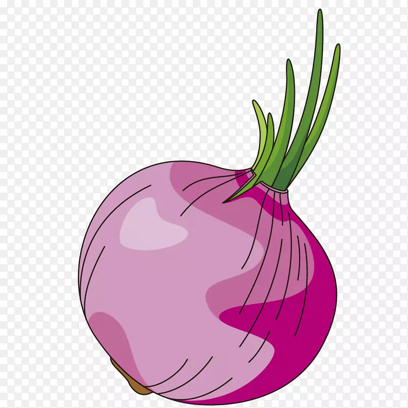 图形插图食品蔬菜洋葱