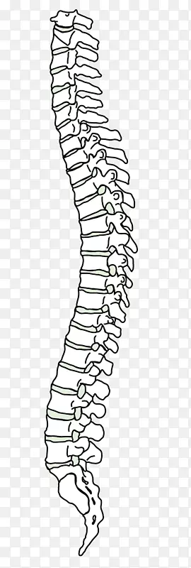 脊柱人背痛颈椎背侧脊柱