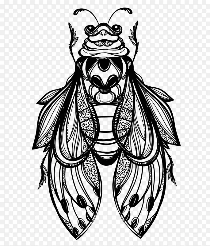 甲虫绘图图形插图素描甲虫
