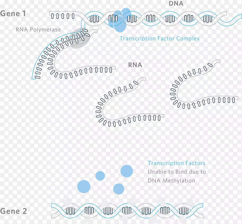 转录因子DNA甲基化