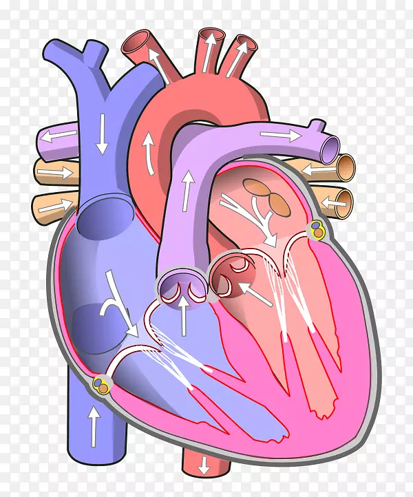 心脏心房循环系统血管心室-心脏