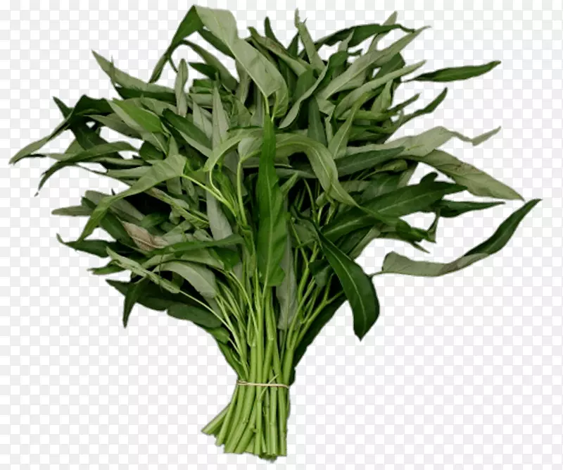 水菠菜png图片图像蔬菜工程-蔬菜