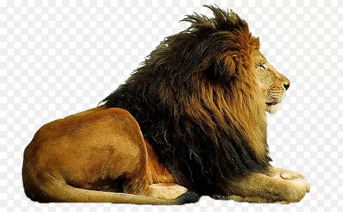 东非狮子png图片剪辑艺术豹-透明豹