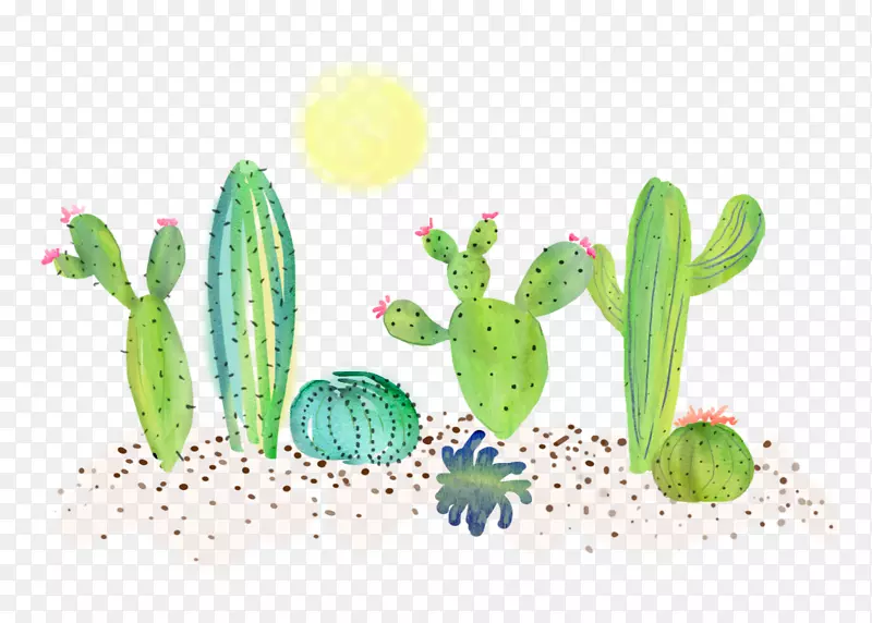 植物插图-仙人掌可爱
