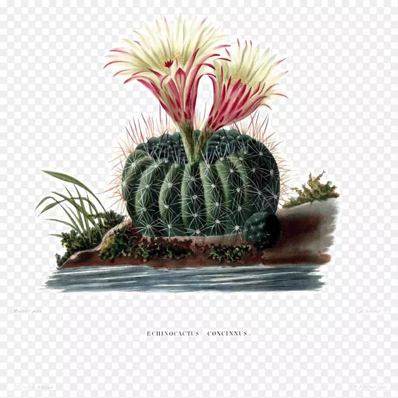 图克的头仙人掌植物学插图肉质植物图片