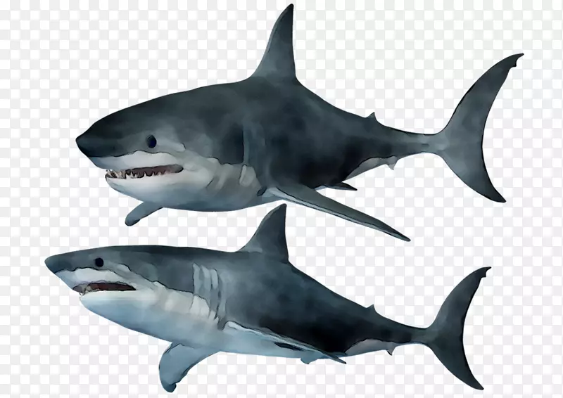 大白鲨、虎鲨、鲨鱼、角鲨