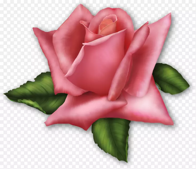 剪贴画玫瑰png图片透明花-刺花透明和半透明