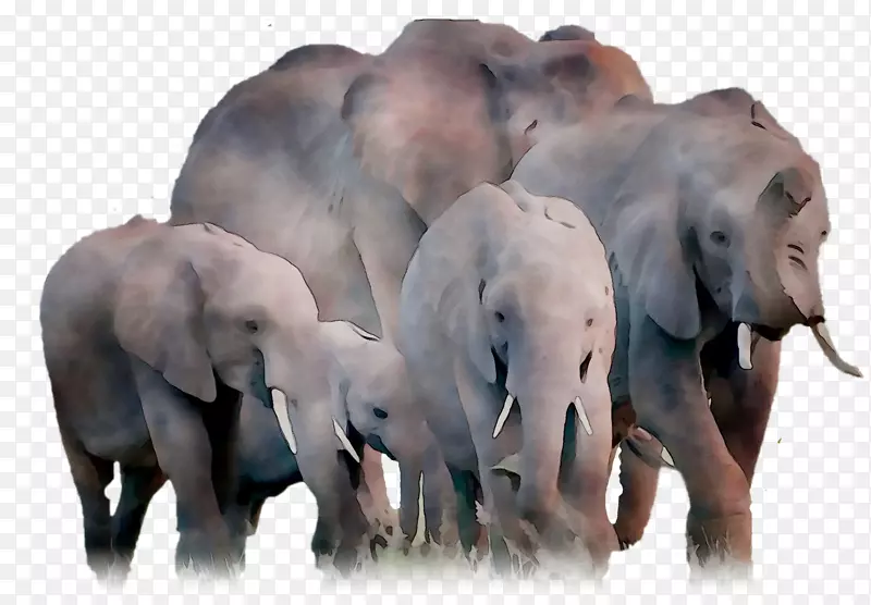 印度象非洲象陆地动物