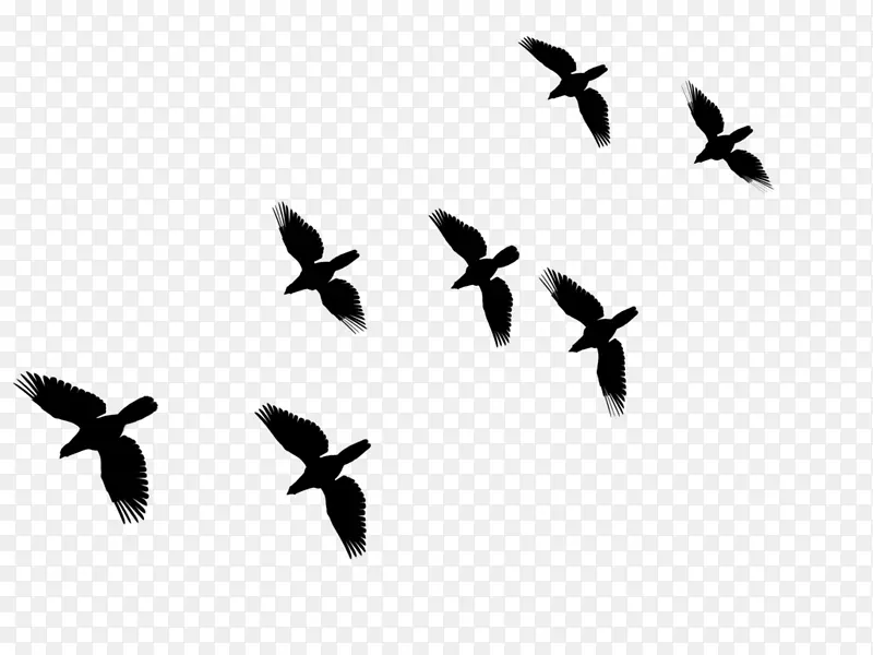 鸟类迁徙常见的秃鹫动物群