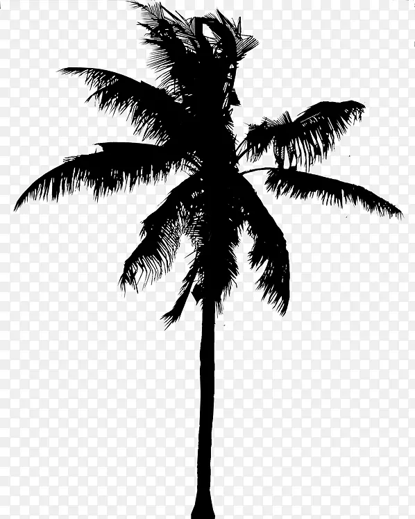 亚洲棕榈椰子枣棕榈剪影黑色