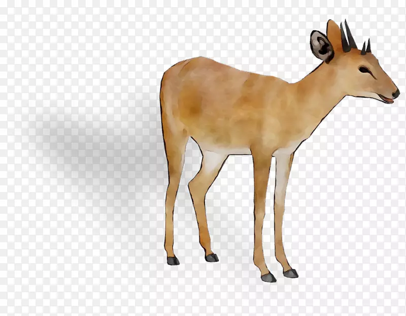 白尾鹿羚羊