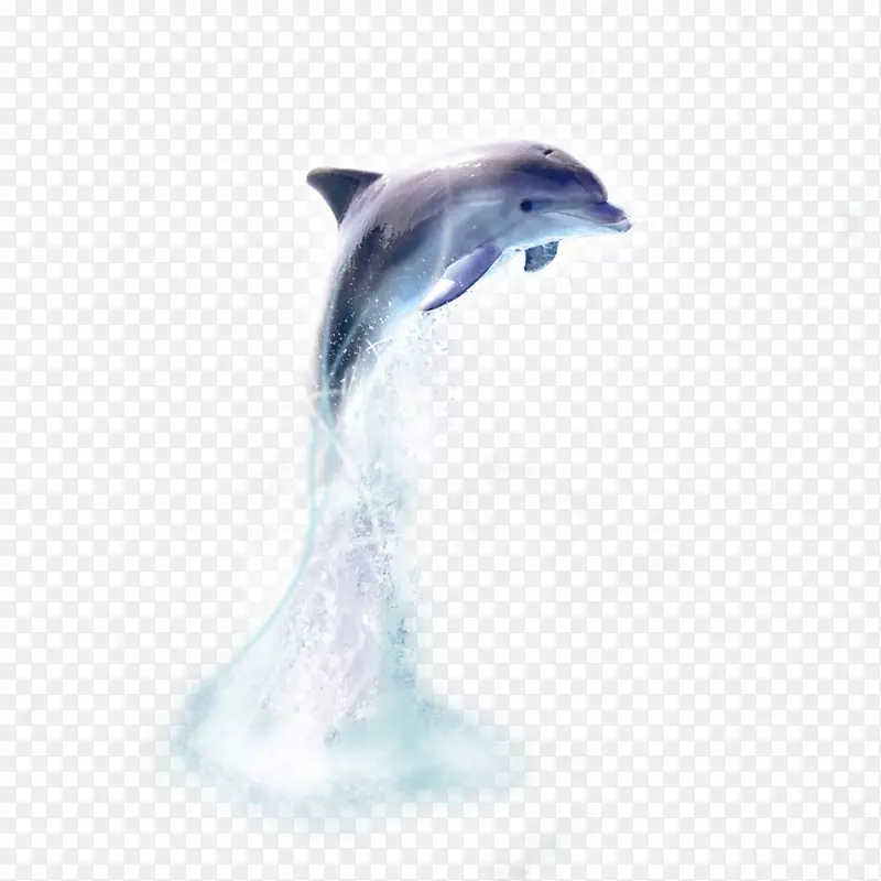 普通宽吻海豚短喙普通海豚鲸鱼条纹海豚