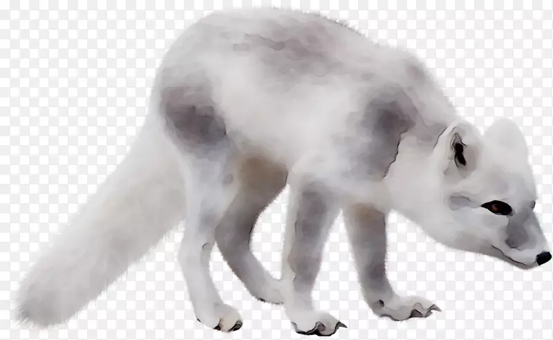 北极狐阿拉斯加冻原狼毛动物
