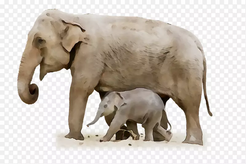 印度象非洲象动物陆地动物