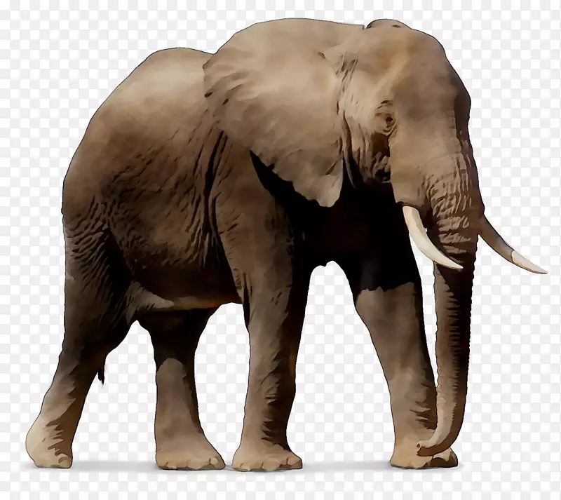 Windows SharePoint服务印度大象非洲象安卓