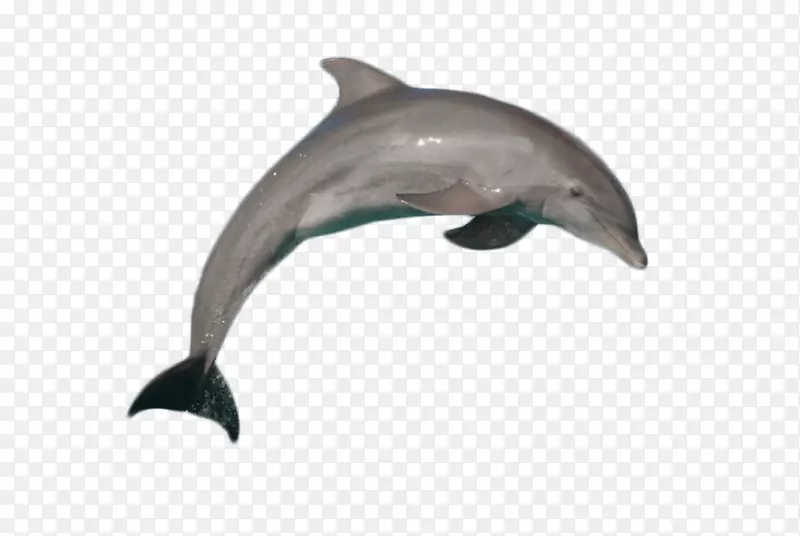 普通宽吻海豚短喙海豚形象海豚