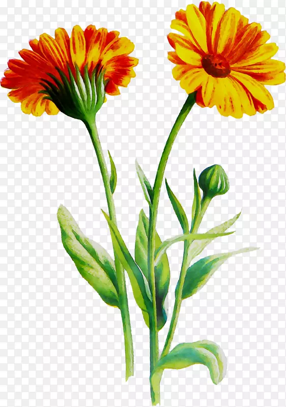 特兰士瓦菊花，毛毯花，英国万寿菊，一年生植物