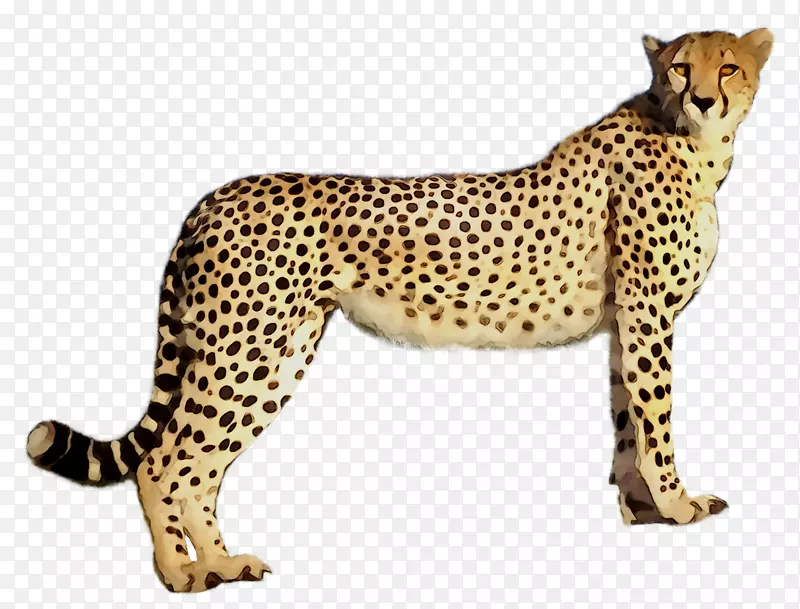 猎豹美洲虎陆生动物