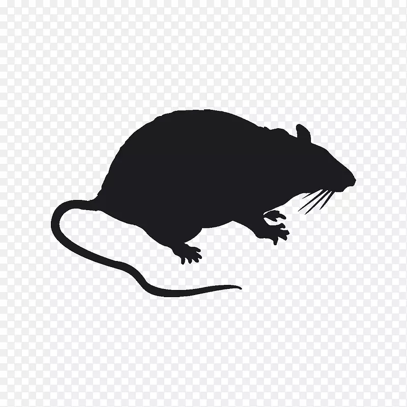 鼠贴纸-老鼠