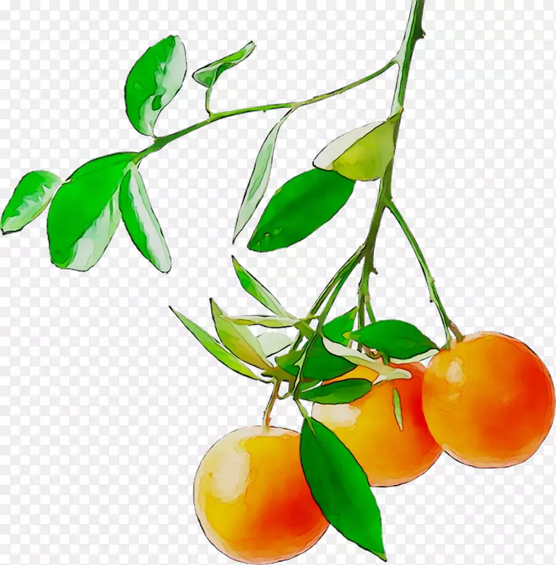 柑橘类天然食物素食者素食