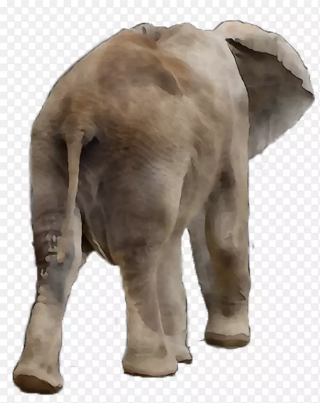 印度象非洲象陆生动物鼻子