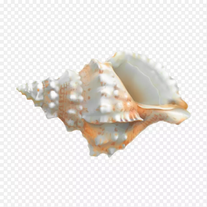 蛤蜊png图片剪辑艺术透明牡蛎.贝壳