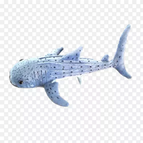 海豚鲸目鲸-鲨鱼