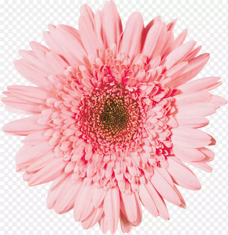 特兰士瓦雏菊摄影花存照片-花