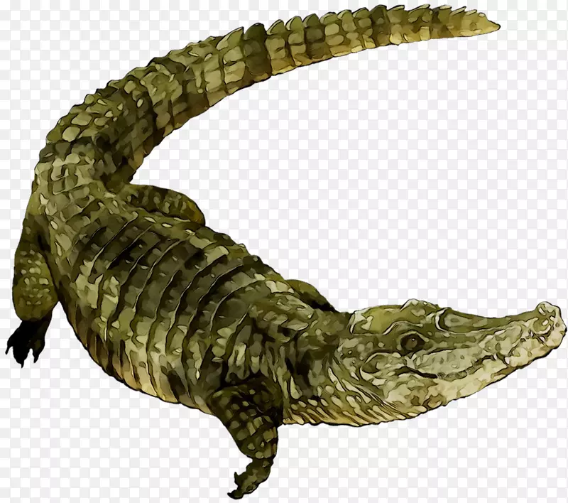尼罗河鳄鱼美洲鳄鱼动物群
